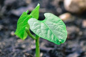 MEXT scholarship basics sprout emerging from soil TranSenz