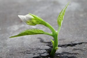 sprout breaking through pavement starting MEXT application process